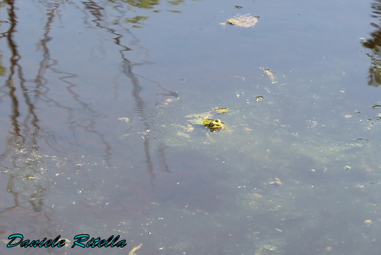 Qualche Pelophylax sp.! (prov. Caserta)